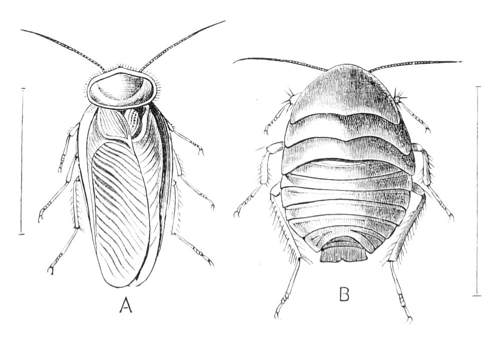 fig118