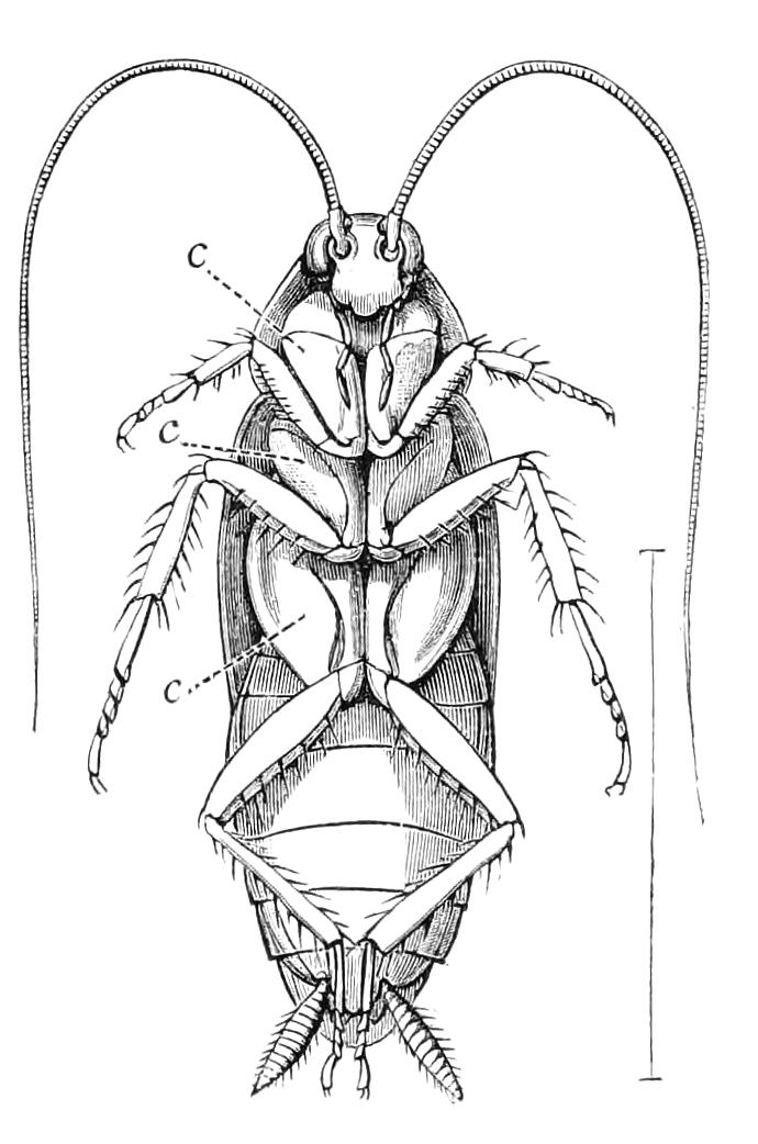 fig119