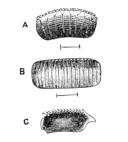 fig126