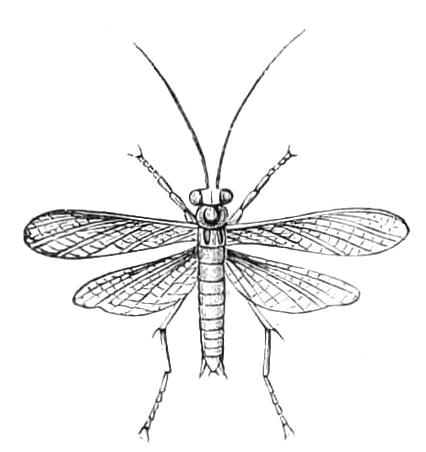 fig141