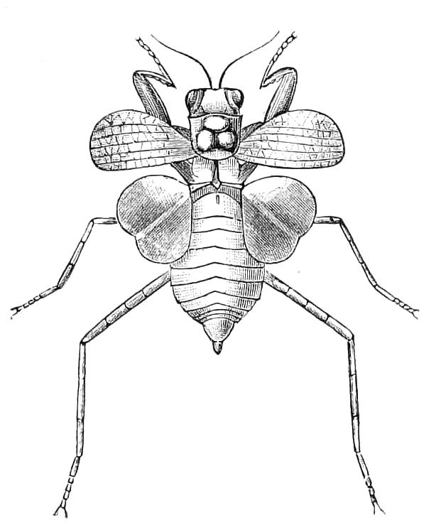 fig144