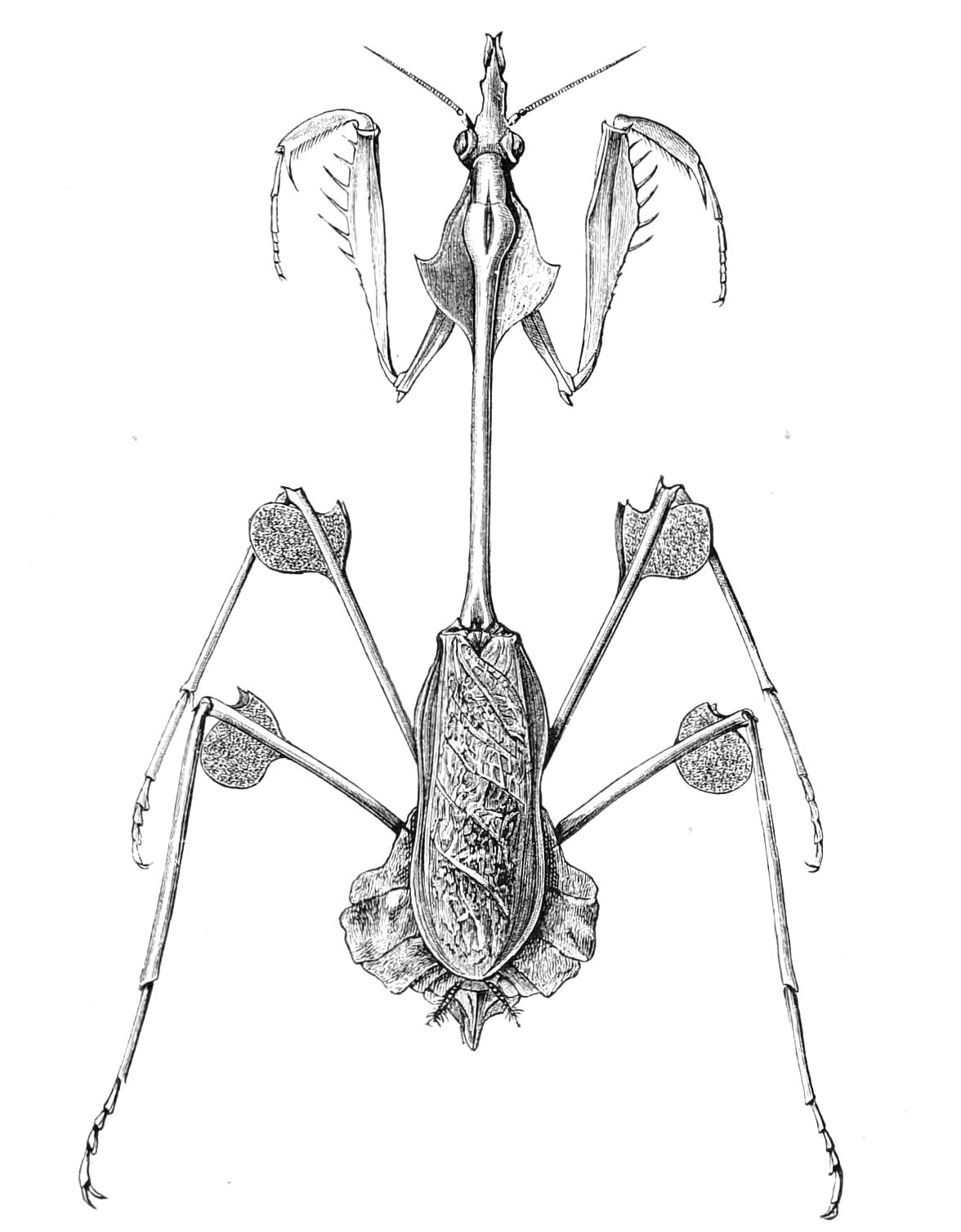 fig146
