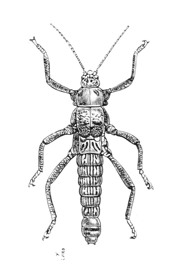 fig161