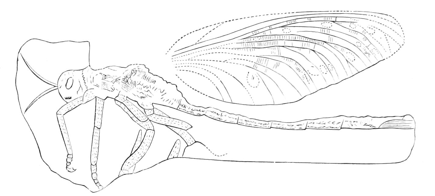 fig163