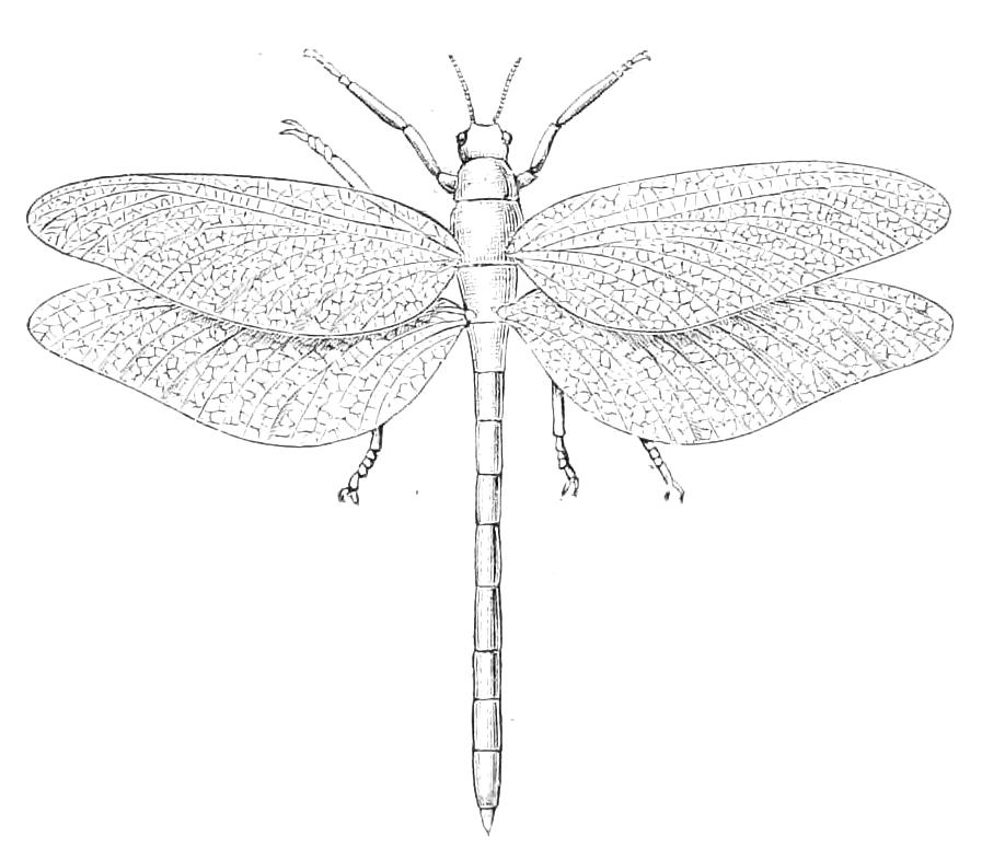 fig164