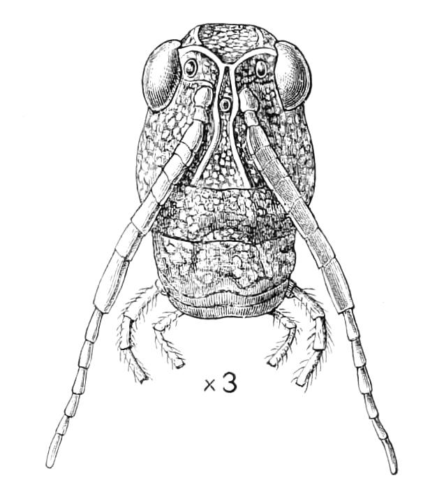 fig166