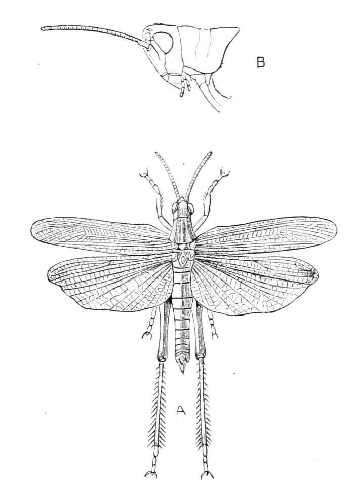 fig173