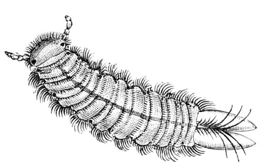 fig18