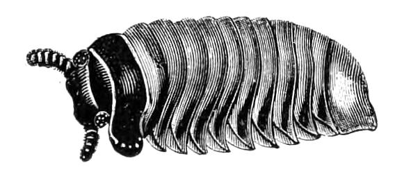 fig20