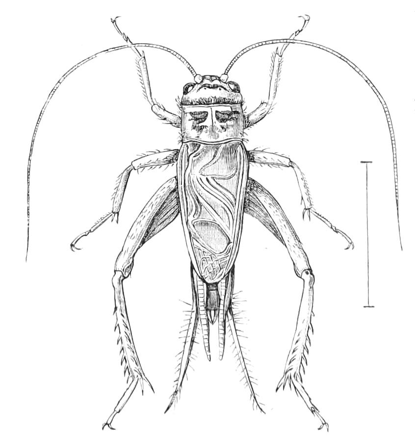 fig204