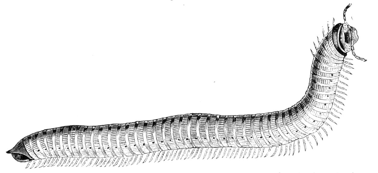 fig21