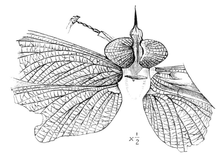 fig213