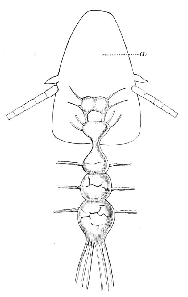 fig217