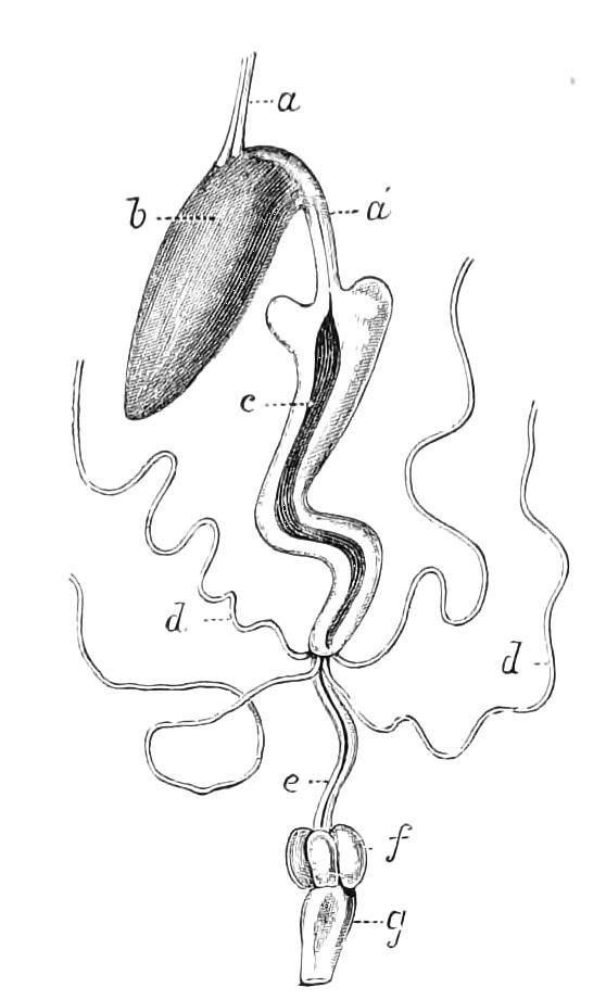 fig218