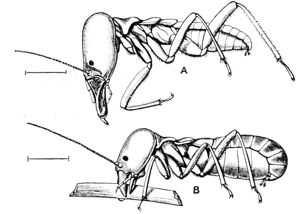 fig238