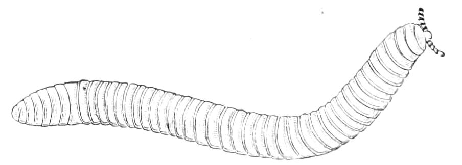 fig24