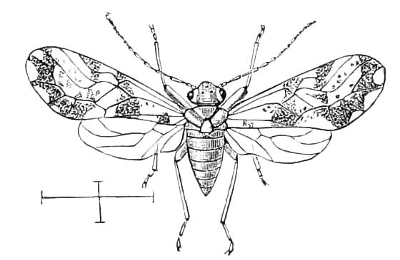 fig241