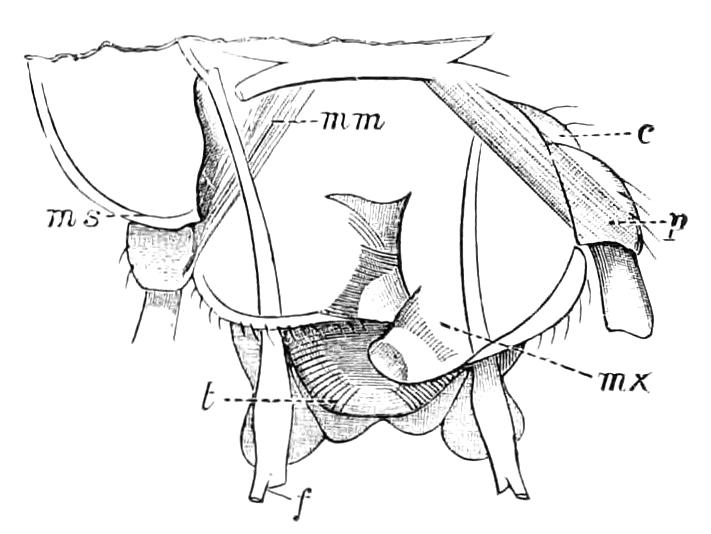 fig242