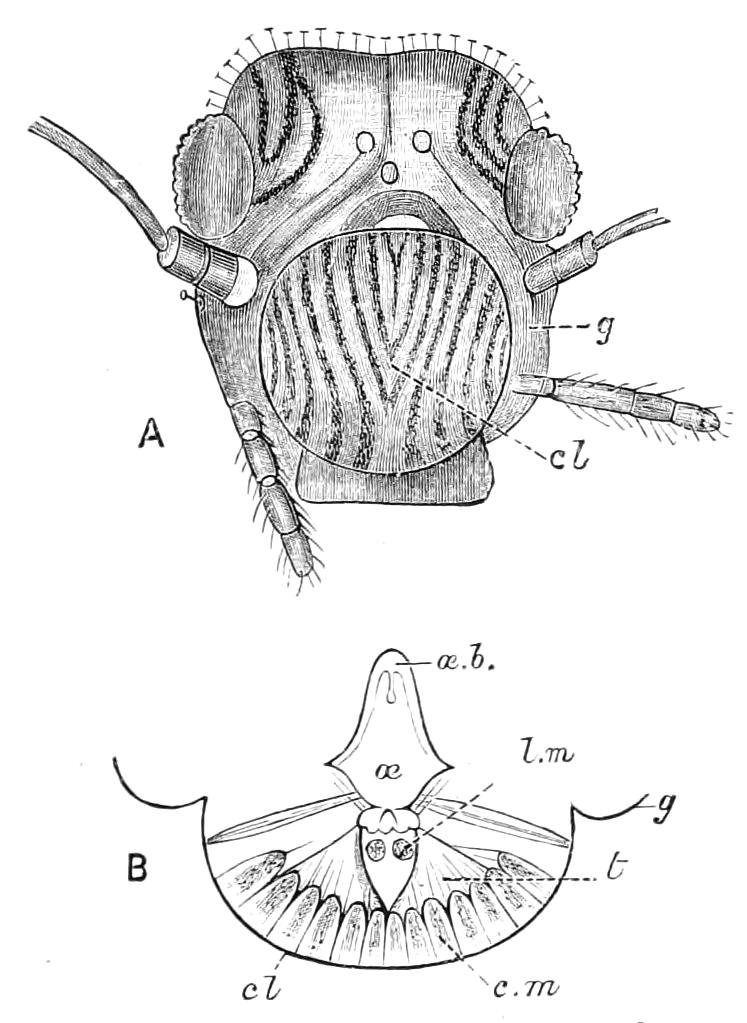 fig243