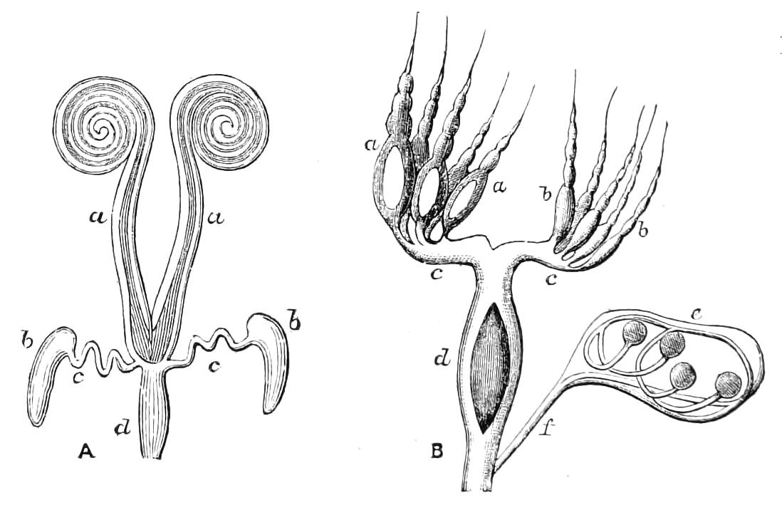 fig244