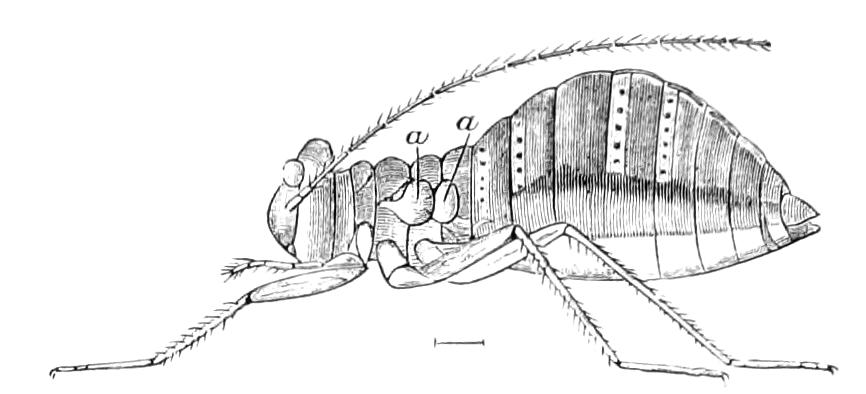 fig246