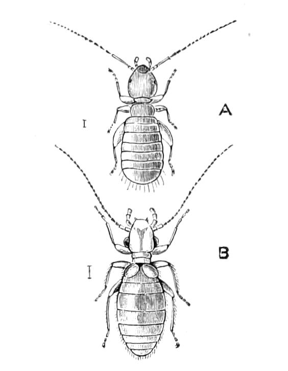 fig247