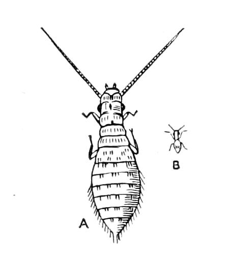fig248