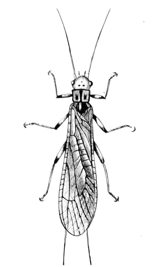 fig251