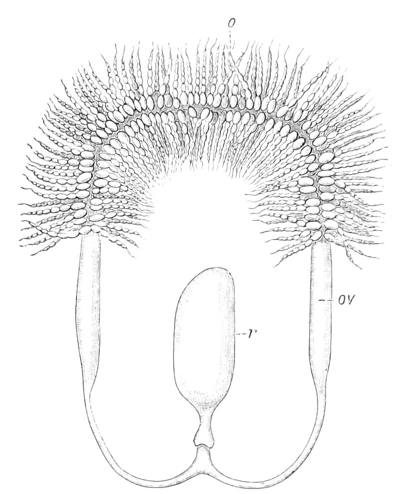 fig256