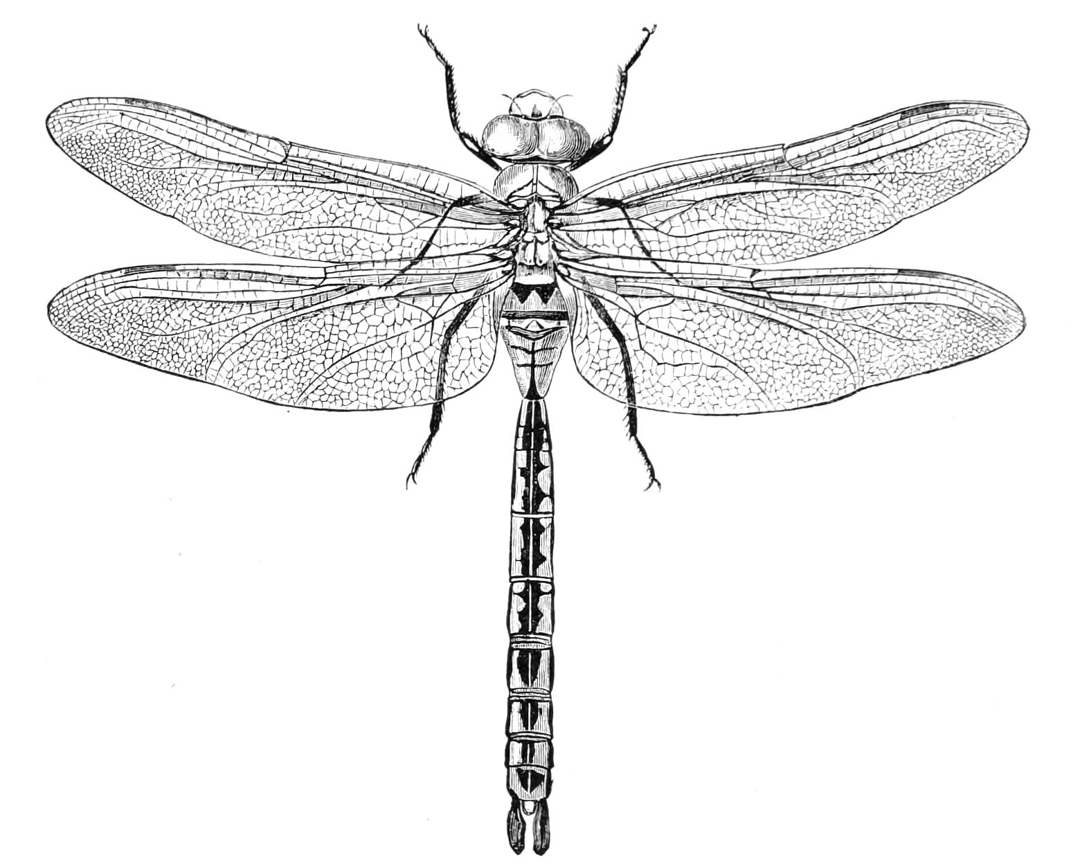 fig260