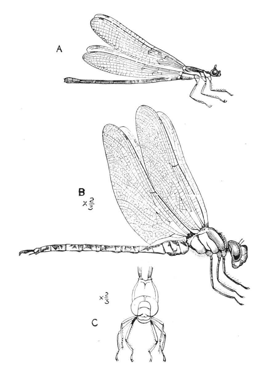fig262