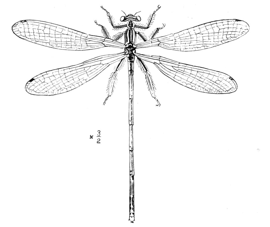 fig264