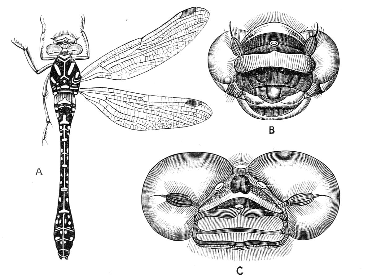 fig272
