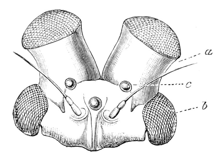 fig274