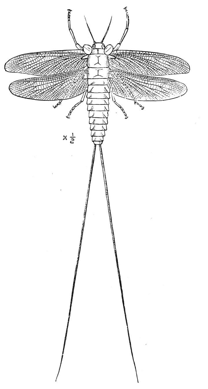 fig285