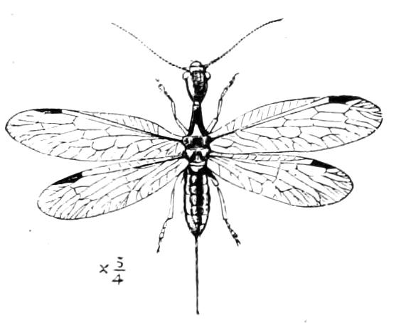 fig291