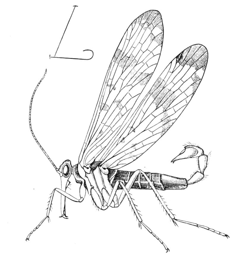 fig294