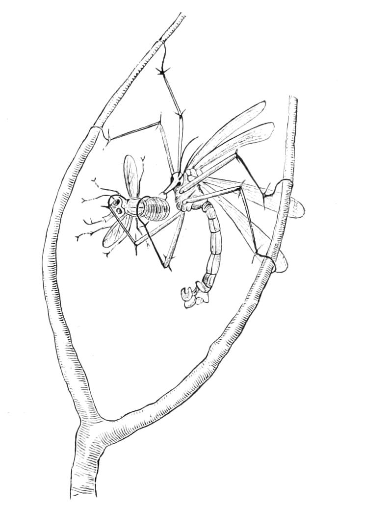 fig296