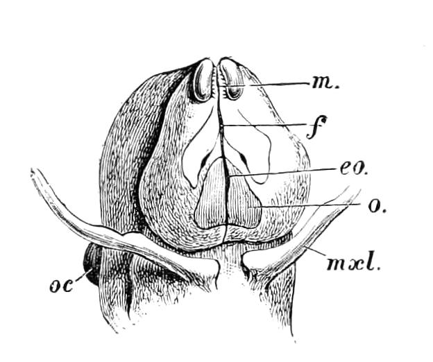 fig31