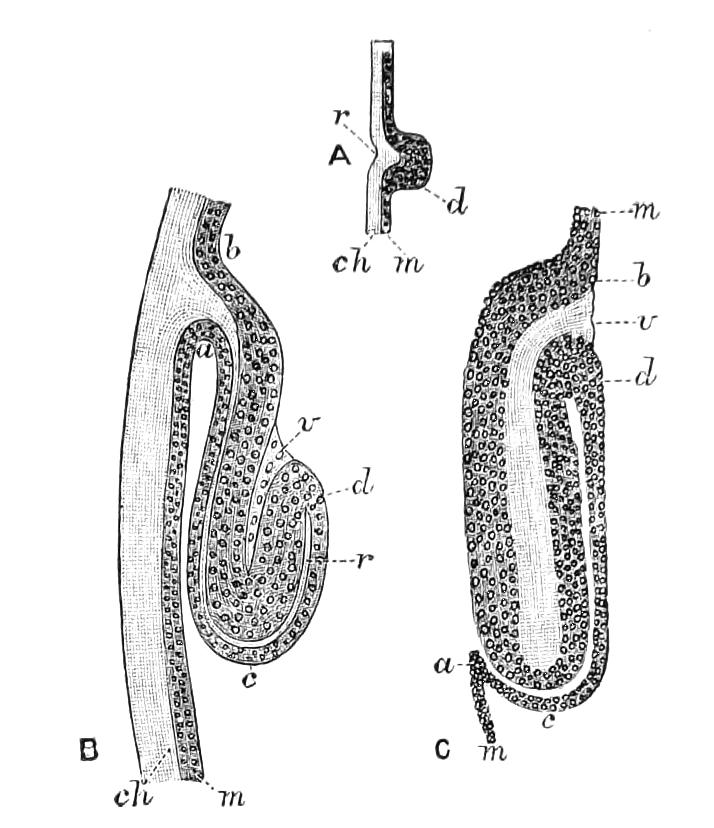 fig324