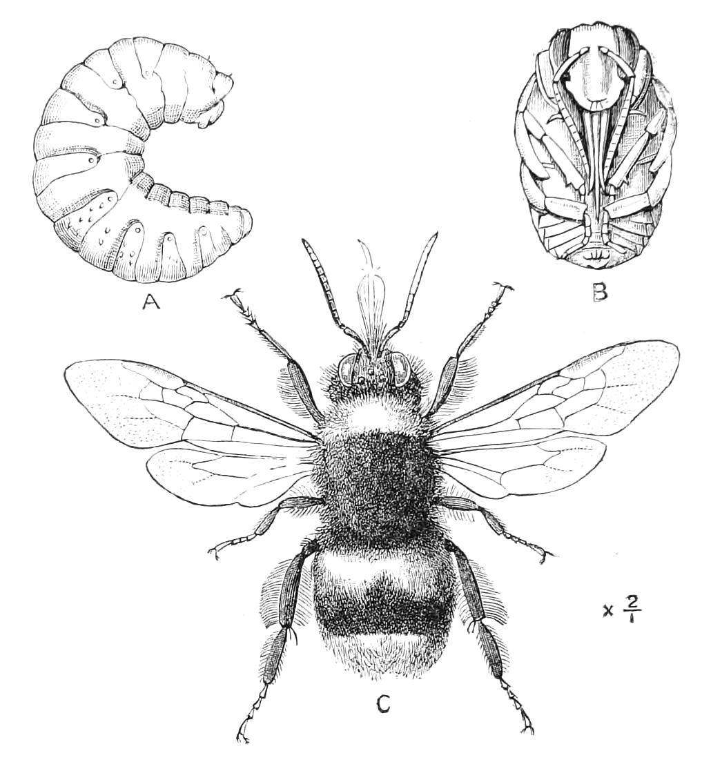 fig331