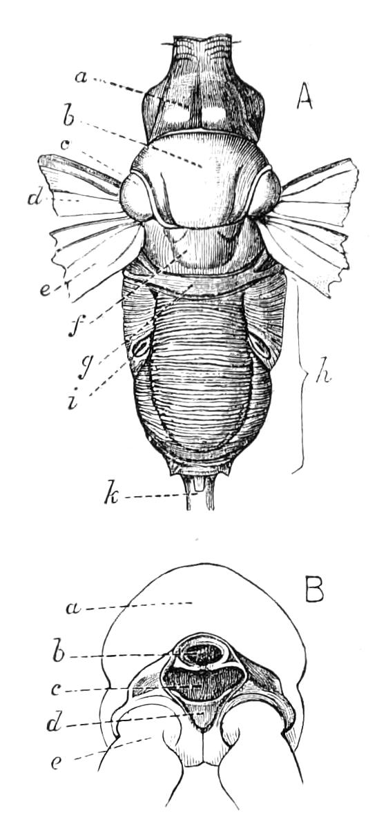 fig333