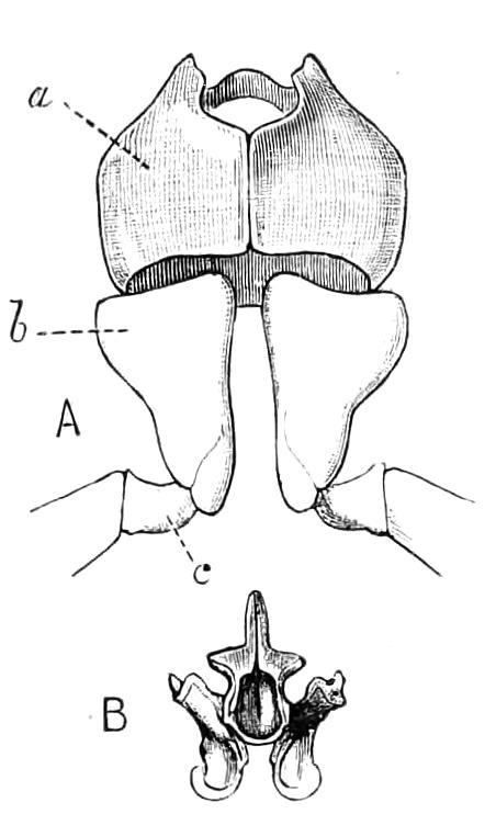 fig335