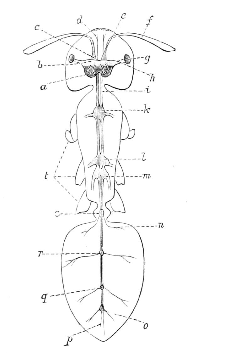fig338
