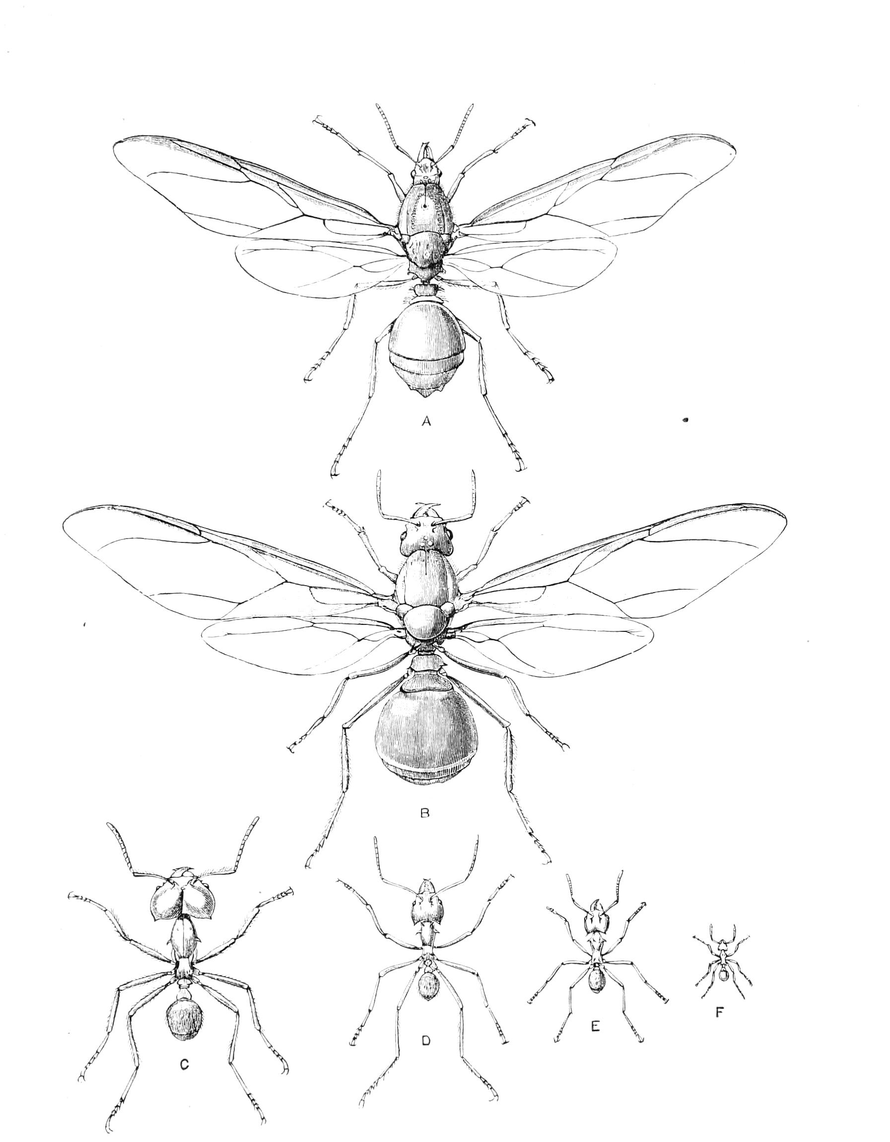 fig339