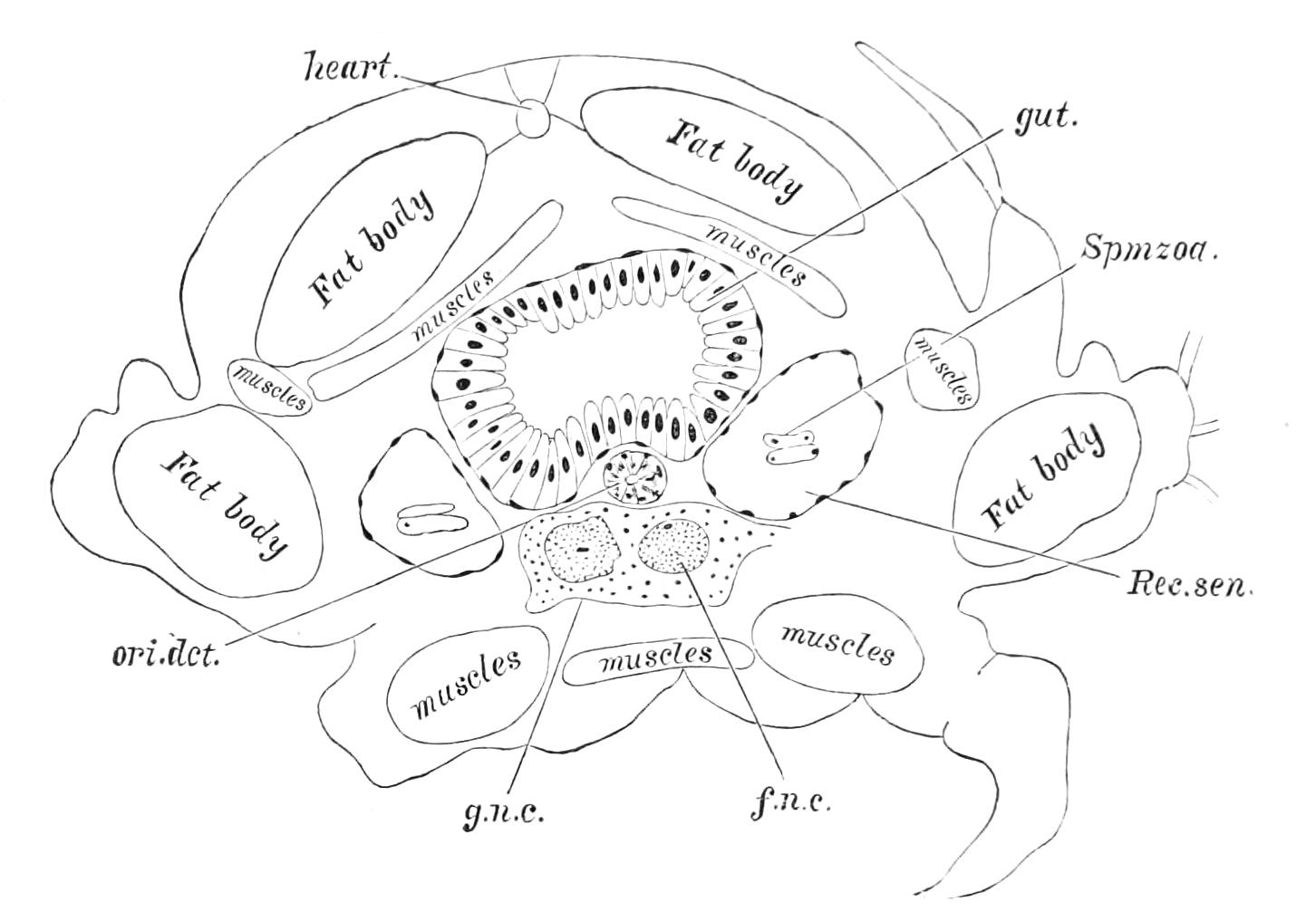 fig34