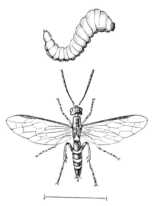 fig340