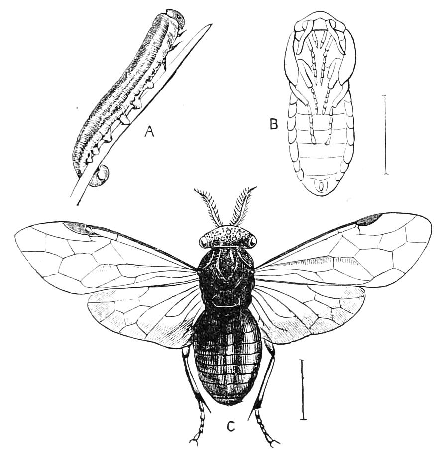 fig343