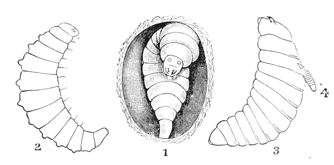 fig350
