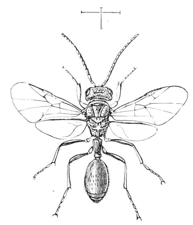 fig351